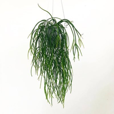 Spaghetti plant