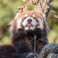 はまはまはま㌠ (@asarockets) 's Twitter Profile