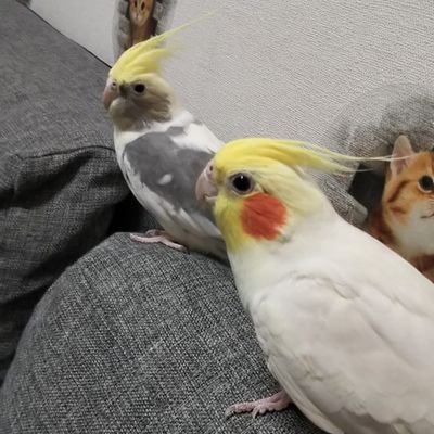 kotorigames0403's profile picture. 不定期でゲーム実況してます!
🏵️お見かけの際は是非遊びに来てくださいまし🏵️