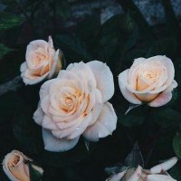 اليحيى (@alyahyaali1) 's Twitter Profile Photo اليحيى (@alyahyaali1) 's Twitter Profile Photo