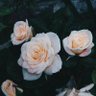 alyahyaali1's profile picture. كلام الناسَ أشبه بالتُراب، إذا لم يَطير بالهواء فَهو يُداس بالقدم ، عِش عَفويتك فالألسِنةُ لم ولن تصمت ... 
اليحيى
Ali_m30@hotmail.com