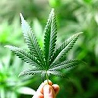 Kama Hemp Juice (@kamahempjuice) 's Twitter Profile