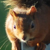 Save our Red Squirrels (@oursquirrels) 's Twitter Profile