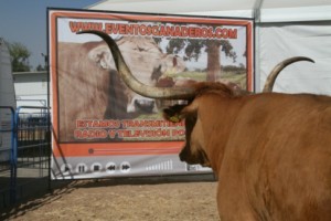 noticieroganade's profile picture. http://t.co/gIJNT94XaV publica informacion de los eventos ganaderos en mexico con fotos y videos de toros y vaquillas en venta, borregos, caballos.
