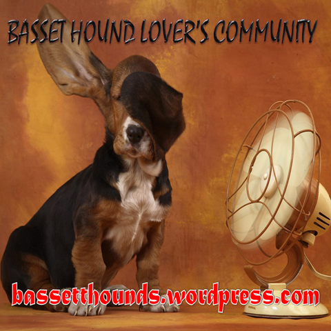 Loverscommunity's profile picture. Hello Basset Hounds Lovers here you can find all about Basset Hounds in this Basset Community Blog you can share your dogs stories, tips