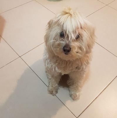 TomiVeni's profile picture. ansia de ser imperfecto, psicólogo, peterpaniano.....