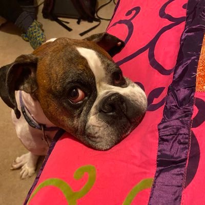 SDevard's profile picture. Reluctant Twitterer