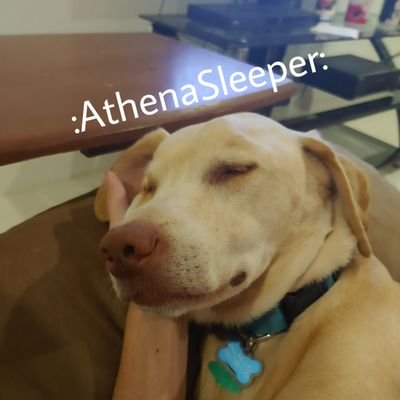 athenasleeper's profile picture. occasional dog poster / mariners / Jon Bois / 23 / dormant bi