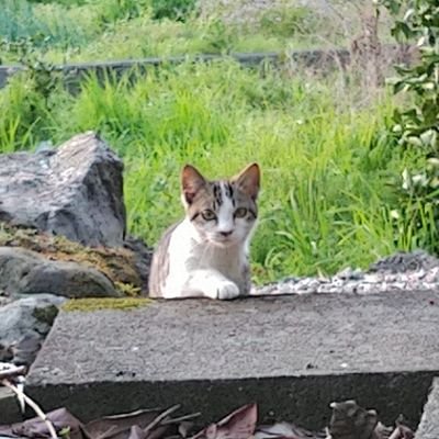 rice_star_2nd's profile picture. ミカン農家(早生・中生・晩生)
春：剪定、夏：草刈・防除・摘果、秋：収穫・貯蔵・荷造り出荷、冬：腐敗果点検・荷造り出荷
文字にすると楽そうな仕事
無言フォローお許しを&悪い出来事へのいいねは共感の気持ちです