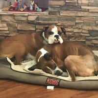 louie lantz (@hla17louie) Twitter profile photo