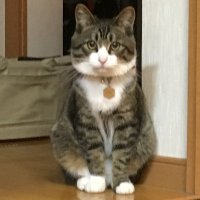 シデン・カイ (@kaisiden1560) 's Twitter Profile Photo シデン・カイ (@kaisiden1560) 's Twitter Profile Photo
