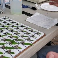 sexing cannabis at firstleaf.xyz or 3buckbeans.com (@jamesca61701535) 's Twitter Profile