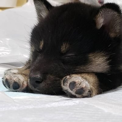 kotetsudays's profile picture. 黒豆柴のコテツ改め黒柴のコテツ。2020年2月4日生まれ。生後61日目(4/4)に家族になりました★ 豆柴と聞いていたが大きな柴犬に進化🐾
Twitterはママ、お兄ちゃん、お姉ちゃんが更新。You Tube編集担当:お兄ちゃんほとんど更新ないね💧