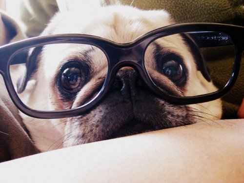 the world's most handsome pug and an awesome soccer player! I live in Springfield MO, USA with my beautiful (but bossy) sister Ella Beans. Peace, love & snorts!