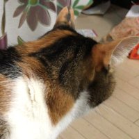 松茸 (@matu_218m) 's Twitter Profile