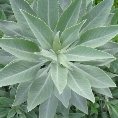 ホワイトセージ栽培中 Herb White Sage Twitter ホワイトセージ栽培中 Herb White Sage Twitter