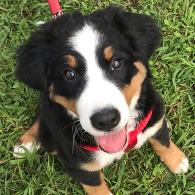 yukie56922576's profile picture. Twitterを初めてみたものの 使いこなせず ダラダラと独り言を綴ってます😊 田舎暮らしを満喫中のパパさんとバーニーズのオルガ 黒ラブのジェシカ  🐶  母と お留守番組の スタプー メイちゃん トイプー ベルちゃん 保護猫組のマシュー君 viviちゃんとわちゃわちゃ暮らしてます🐈🐩🐏