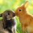 〇:〇動物愛護並びに菜食主義者 〇:〇Let the animals be safeのアイコン