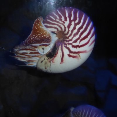 LearnscienceD's profile picture. Die Dummheit und das Weltall sind unendlich, bei Letzterem bin ich mir nicht ganz sicher. (Albert Einstein)