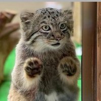 おじゃるまぬる (@manuruc) 's Twitter Profile Photo