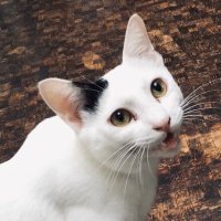 次郎(ユーアーツ通販部ネコ部長) (@jiro_arts) 's Twitter Profile Photo 次郎(ユーアーツ通販部ネコ部長) (@jiro_arts) 's Twitter Profile Photo