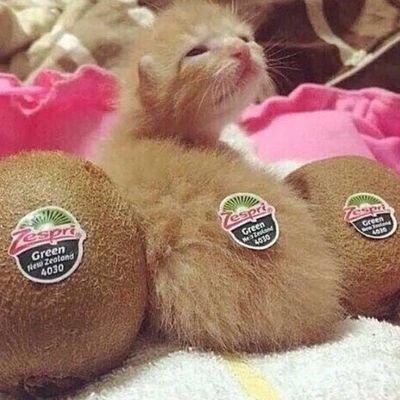 ☀kiwi🌙さんのプロフィール画像