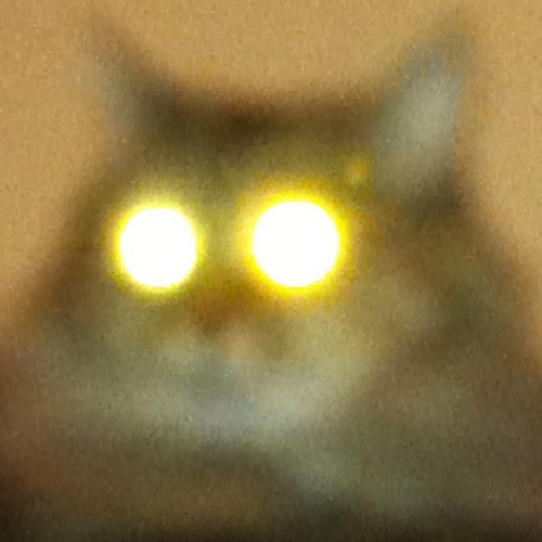 akknksb's profile picture. タコスケ。東京生まれ、カナダ暮らしも早20年。靴職人。19歳の猫2匹と暮らしています。日本保守党員151331。