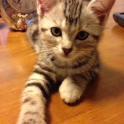 akira99250711's profile picture. 