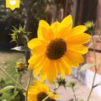 کائنات سہیل (@sohailkainat1) 's Twitter Profile