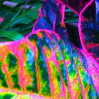 Ima Khivar (@antarianrani) 's Twitter Profile Photo