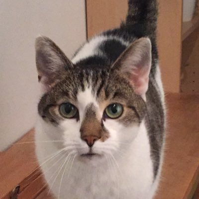 ScoopgirlAE's profile picture. Utrecht❤️ 👩‍❤️‍👩🐈🌈🎬🛠Parijs