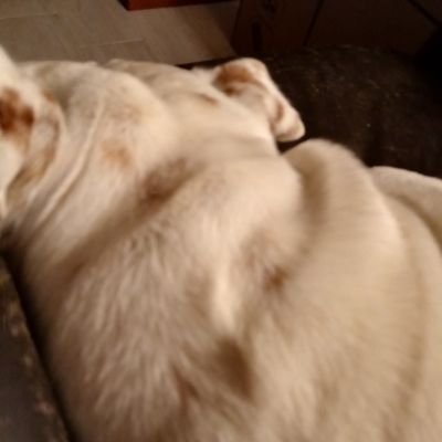 rinodiss19's profile picture. 