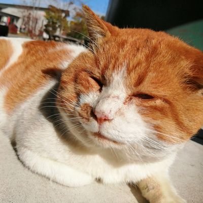 静岡県富士宮市にある富士正酒造に勤務している猫店長ふじおです。
2020年2月に猫びより雑誌デビューしました(ФωФ)
2020年4月に引退し、現在は家猫になっています。
たまーに近況を更新します(ΦωΦ)

富士正酒造公式はこちら☛@FujimasaSake