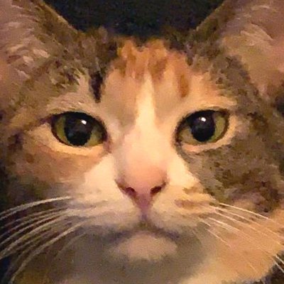 ちくわ Chikuwa Cats Twitter