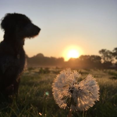 Jalano1's profile picture. postie
