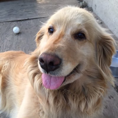 yamazou17's profile picture. 