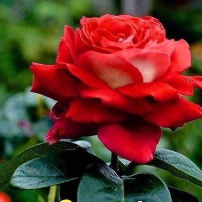 IamVenkat13's profile picture. life is sweet