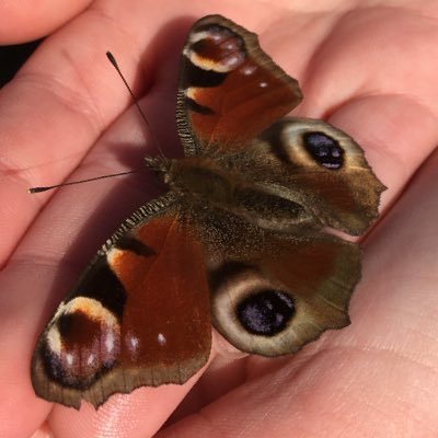 Hi I’m #NatureNinja, I’m 11yrs and all about helping you #GetOutside and discover nature and it’s wonders. Catch my YouTube 👉https://t.co/FXYivAP7Ez