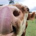 Where Pigs Fly Farm Sanctuary (@wherepigs) Twitter profile photo Where Pigs Fly Farm Sanctuary (@wherepigs) Twitter profile photo
