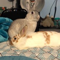 TheSandovalbuns(@TheSandovalbuns) 's Twitter Profile Photo