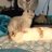 TheSandovalbuns's profile image