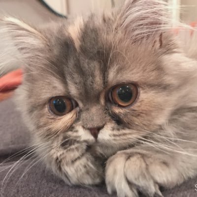 毎日みなさんに癒し動画を投稿します/インスタもやってます😻https://t.co/NmBzaCytnN /🐾ミヌエット/🎂23rd Nov 2019 /可愛い猫ちゃん中心にフォローします🥺