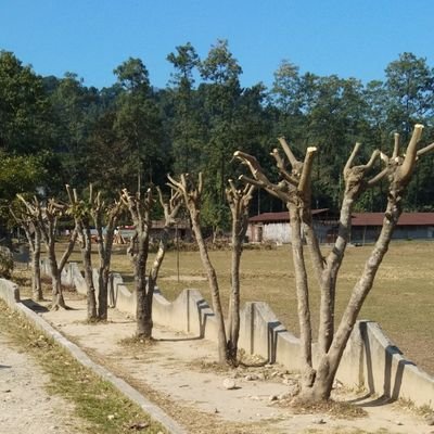 pranjalhussain's profile picture. miles to go before sleep