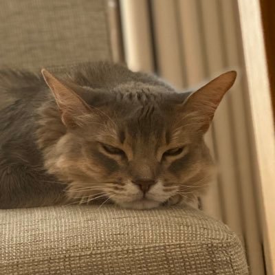ソマリ猫にゃん Somali Twitter ソマリ猫にゃん Somali Twitter