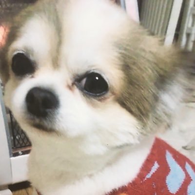 MISAbelu2's profile picture. 地域猫の餌やり,お世話毎日頑張っています。