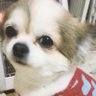MISAbelu2's profile picture. 地域猫の餌やり,お世話毎日頑張っています。