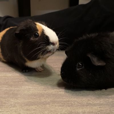 libormich's profile picture. Historická bitva často napáchá větší škody v učebnici než na válečném poli.