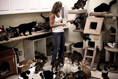 CatLover1956's profile picture. Hello my name is Judy cats are my life i am single but i consider my 12 boy cats my husbands but i am looking for a mate that loves cats to#friskie #felinelover