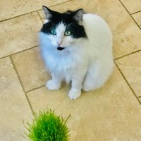soy la gata loca (@ayxahevia) 's Twitter Profile