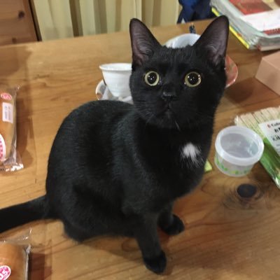 2019年9月から黒猫2匹と暮らしていますさきでは、田舎の古民家で猫の保護活動をしたいです。